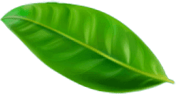 Green leaf